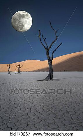 Stock Photo - Dead trees and sand dunes in remote desert landscape. Fotosearch