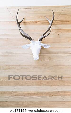 Deer skull with antlers hanging on wall View Large Photo Image Picture - Deer skull with antlers hanging on wall. Fotosearch