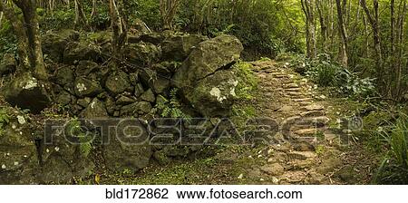 Dirt path in lush forest View Large Photo Image Stock Image - Dirt path in lush forest. Fotosearch