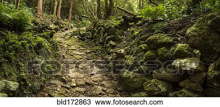 Stock Image - Dirt path in lush forest. Fotosearch
