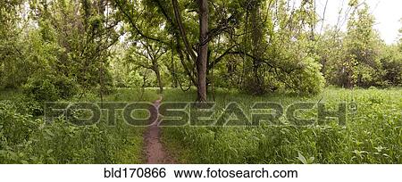 Stock Photograph - Dirt path through grass in rural forest. Fotosearch