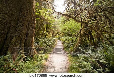 Dirt path through trees in remote forest View Large Photo Image Stock Photo - Dirt path through trees in remote forest. Fotosearch