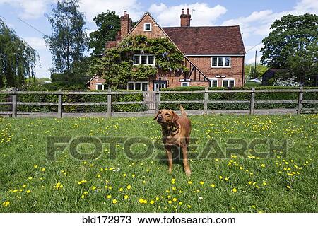 Stock Image - Dog playing in field in rural neighborhood. Fotosearch