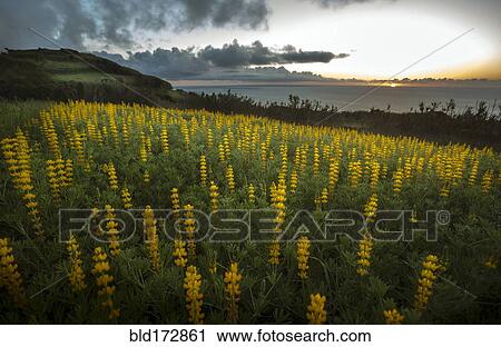 Field of flowers on rural hillside View Large Photo Image Stock Image - Field of flowers on rural hillside. Fotosearch