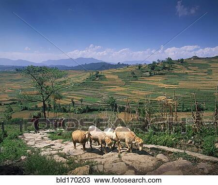 Stock Image - Flock of sheep walking on remote road. Fotosearch