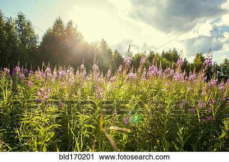 Flowers growing in rural field View Large Photo Image Stock Image - Flowers growing in rural field. Fotosearch