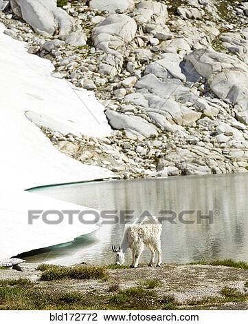 Goat grazing at still lake and remote hillside View Large Photo Image Stock Image - Goat grazing at still lake and remote hillside. Fotosearch