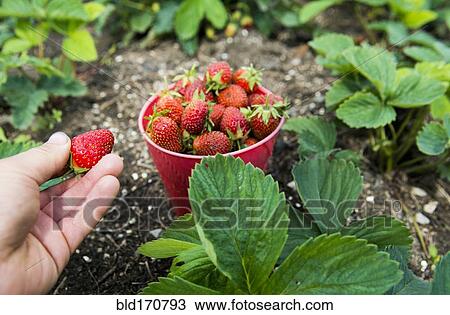 Stock Image - Hand picking bucket of strawberries in garden. Fotosearch