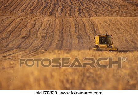 Harvester driving in rural fields View Large Photo Image Stock Image - Harvester driving in rural fields. Fotosearch