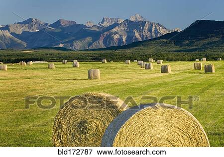 Stock Photo - Hay bales in farm field in rural landscape. Fotosearch