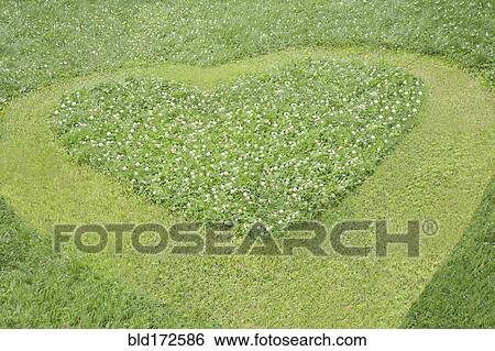 High angle view of heart mowed in grass lawn View Large Photo Image Stock Photograph - High angle view of heart mowed in grass lawn. Fotosearch