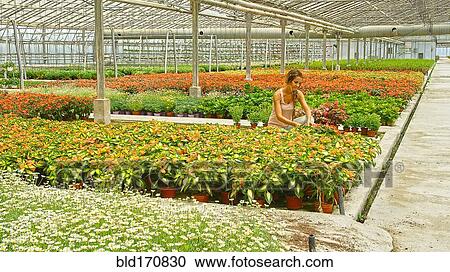 Stock Image - Hispanic woman working in industrial greenhouse. Fotosearch