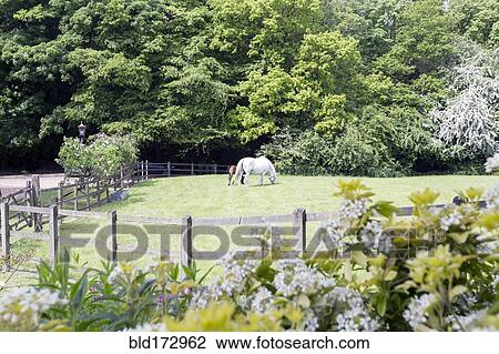 Stock Image - Horse grazing in rural pasture. Fotosearch