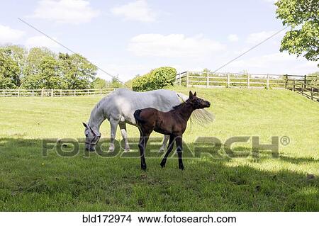 Picture - Horses grazing in rural pasture. Fotosearch