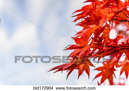 Low angle view of autumn leaves under bleu sky View Large Photo Image Picture - Low angle view of autumn leaves under bleu sky. Fotosearch