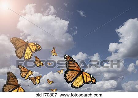 Stock Photo - Low angle view of butterflies flying in blue sky. Fotosearch