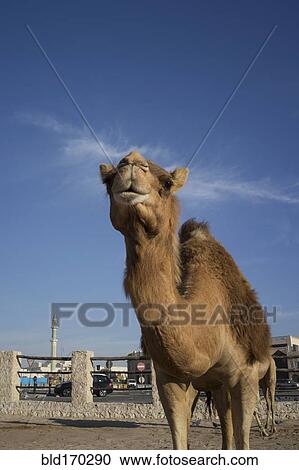 Stock Image - Low angle view of camel under blue sky. Fotosearch