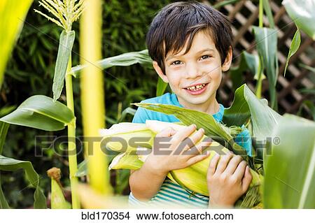 Picture - Mixed race boy picking corn in garden. Fotosearch