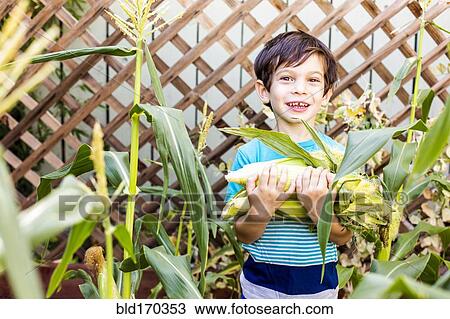 Stock Image - Mixed race boy picking corn in garden. Fotosearch