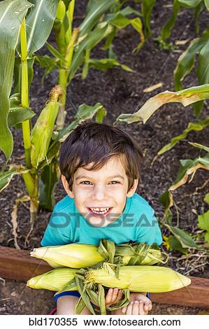Mixed race boy picking corn in garden View Large Photo Image Stock Photography - Mixed race boy picking corn in garden. Fotosearch
