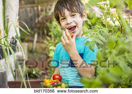 Stock Photograph - Mixed race boy picking vegetables in garden. Fotosearch