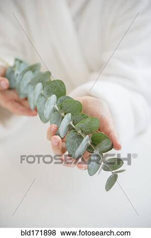 Stock Photo - Mixed race woman holding eucalyptus stem and leaves. Fotosearch