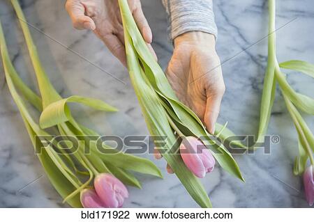Mixed race woman holding tulips at table View Large Photo Image Stock Image - Mixed race woman holding tulips at table. Fotosearch