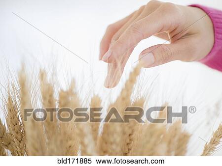 Stock Photography - Mixed race woman touching stalks of wheat. Fotosearch