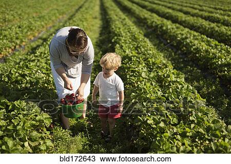Mother and son picking strawberries in field View Large Photo Image Stock Image - Mother and son picking strawberries in field. Fotosearch