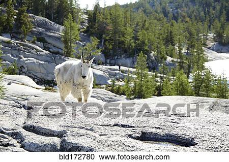 Stock Image - Mountain goat standing on rocky hillside. Fotosearch