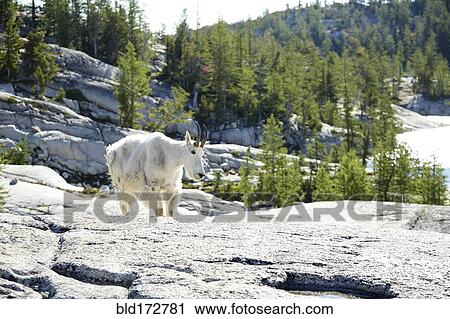 Stock Image - Mountain goat walking on rocky hillside. Fotosearch