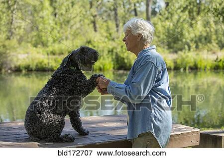 Older Caucasian woman shaking paw of dog in park View Large Photo Image Stock Photo - Older Caucasian woman shaking paw of dog in park. Fotosearch