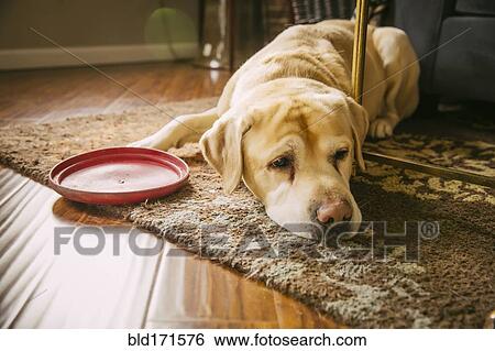 Sad dog laying with plastic disc in living room View Large Photo Image Stock Photograph - Sad dog laying with plastic disc in living room. Fotosearch