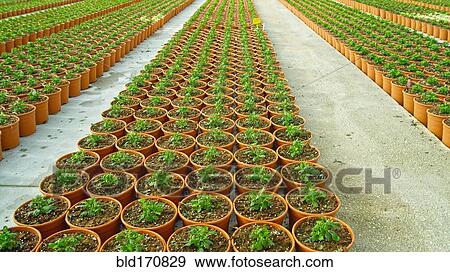 Stock Photo - Seedlings growing in pots by dirt roads. Fotosearch