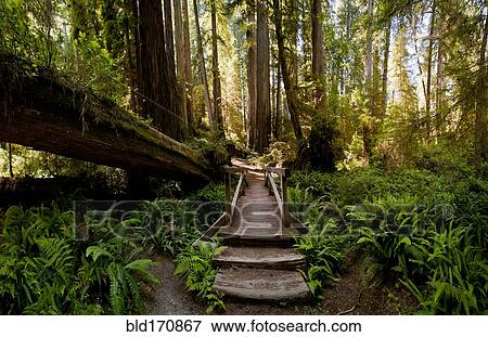 Stock Photo - Steps through fallen trees in lush forest. Fotosearch