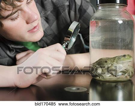 Student examining frog in jar in classroom View Large Photo Image Stock Photography - Student examining frog in jar in classroom. Fotosearch