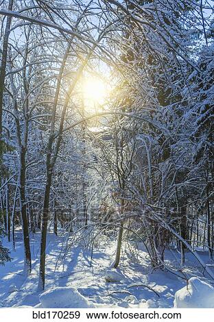 Stock Photo - Sunshine over trees in snowy forest. Fotosearch