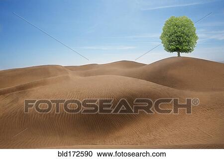 Stock Image - Tree growing in desert sand dunes. Fotosearch