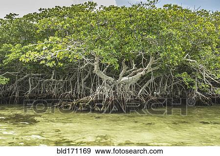 Tree growing in marshy swamp View Large Photo Image Stock Photo - Tree growing in marshy swamp. Fotosearch