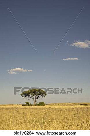 Tree growing in remote savanna field View Large Photo Image Picture - Tree growing in remote savanna field. Fotosearch