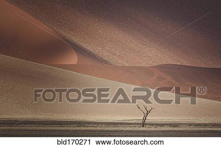 Tree growing in sand dunes in desert landscape View Large Photo Image Stock Image - Tree growing in sand dunes in desert landscape. Fotosearch
