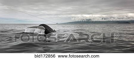 Whale tail splashing in ocean water View Large Photo Image Stock Photograph - Whale tail splashing in ocean water. Fotosearch