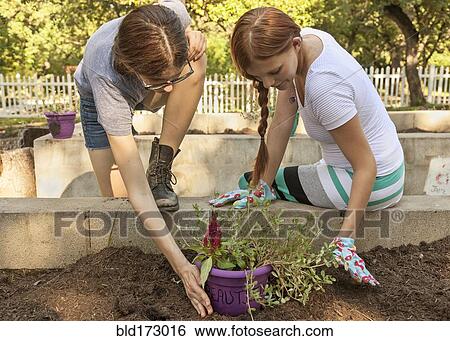 Stock Photograph - Women planting seedling in garden. Fotosearch