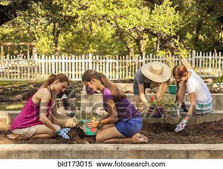 Stock Photography - Women planting seedlings in garden. Fotosearch