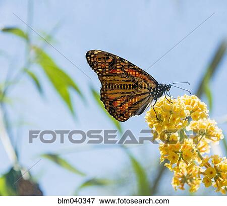Butterfly with circuit board wings perching on flowers View Large Photo Image Stock Photo - Butterfly with circuit board wings perching on flowers. Fotosearch