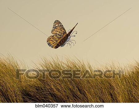 Stock Photo - Butterfly with circuit board wings flying over grass. Fotosearch