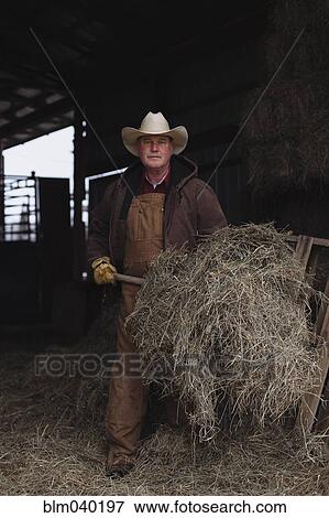 Caucasian farmer shoveling hay in barn View Large Photo Image Stock Photo - Caucasian farmer shoveling hay in barn. Fotosearch