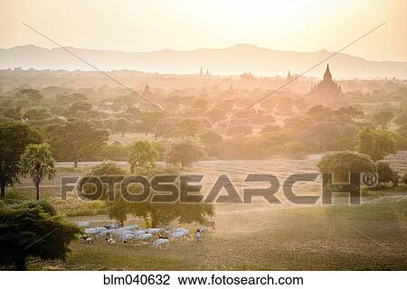 Stock Image - Sheep grazing in misty landscape. Fotosearch
