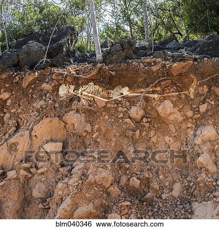 Skeleton buried in exposed dirt layers View Large Photo Image Stock Photograph - Skeleton buried in exposed dirt layers. Fotosearch