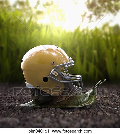Snail wearing football helmet on shell in gravel View Large Photo Image Stock Image - Snail wearing football helmet on shell in gravel. Fotosearch
